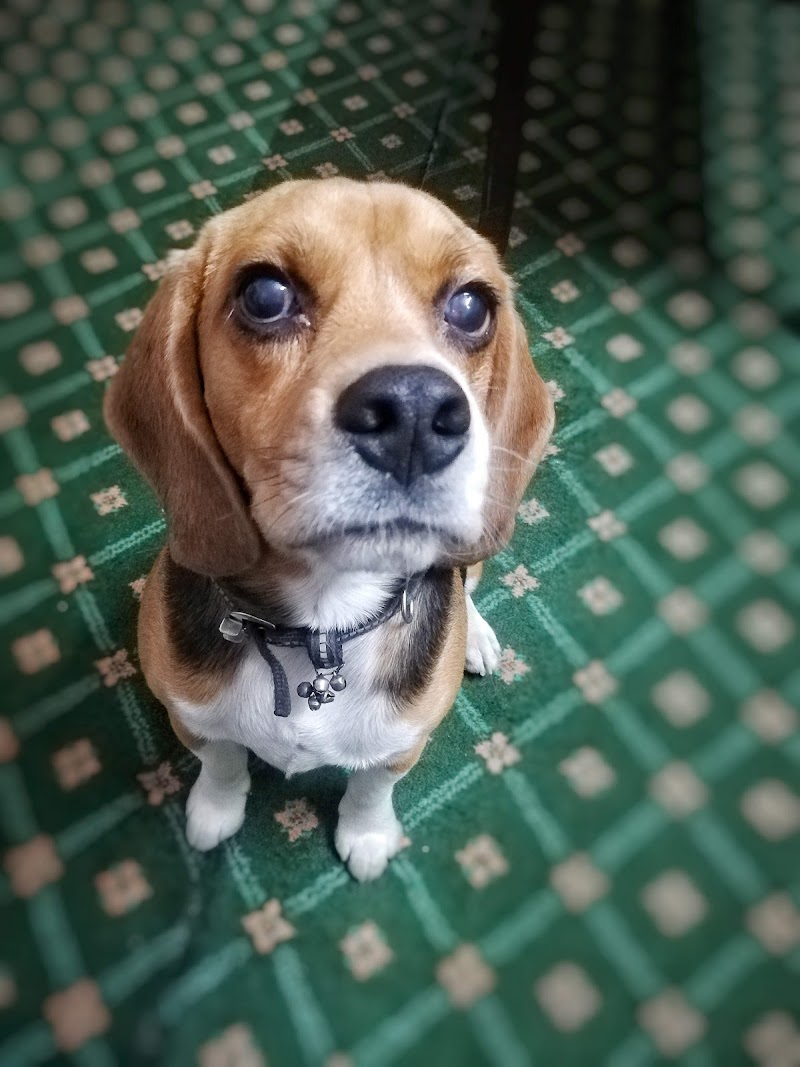 Government Veterinary Hospital — Photo 4