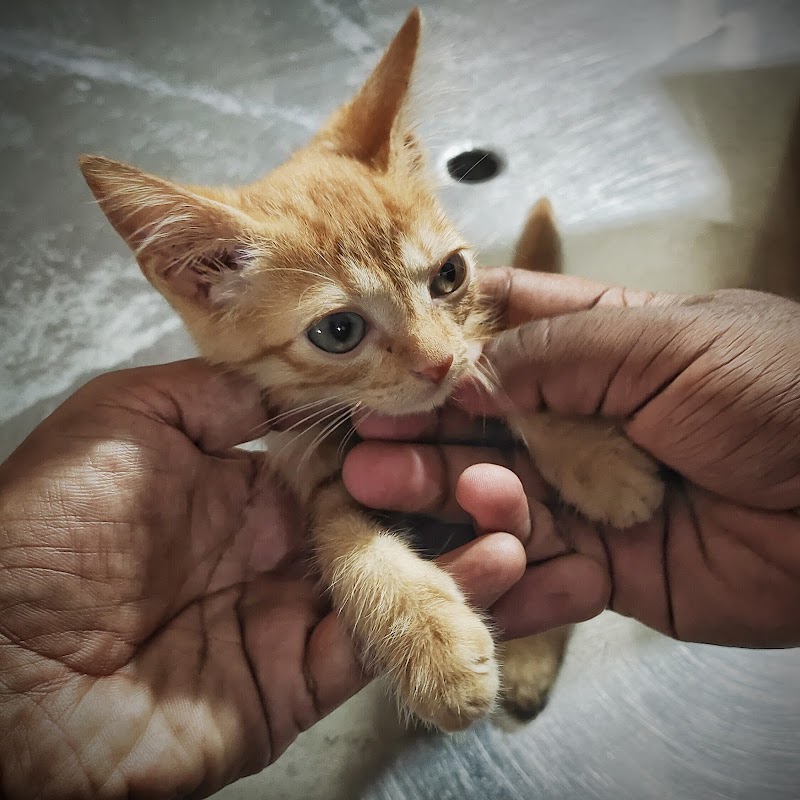 Government Veterinary Hospital