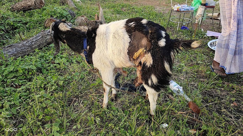 Government Veterinary Hospital — Photo 2