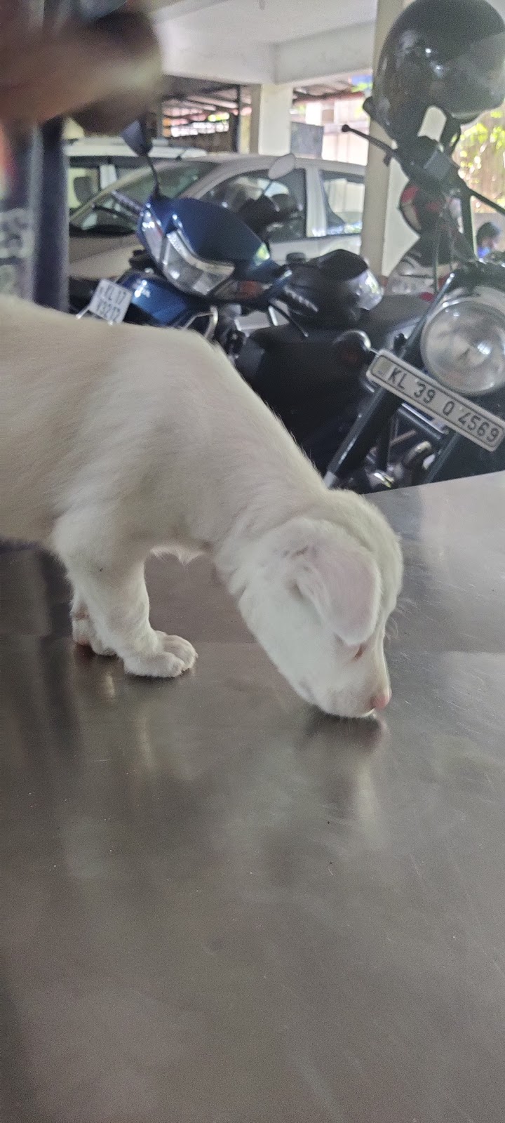 Government Veterinary Hospital — Photo 3