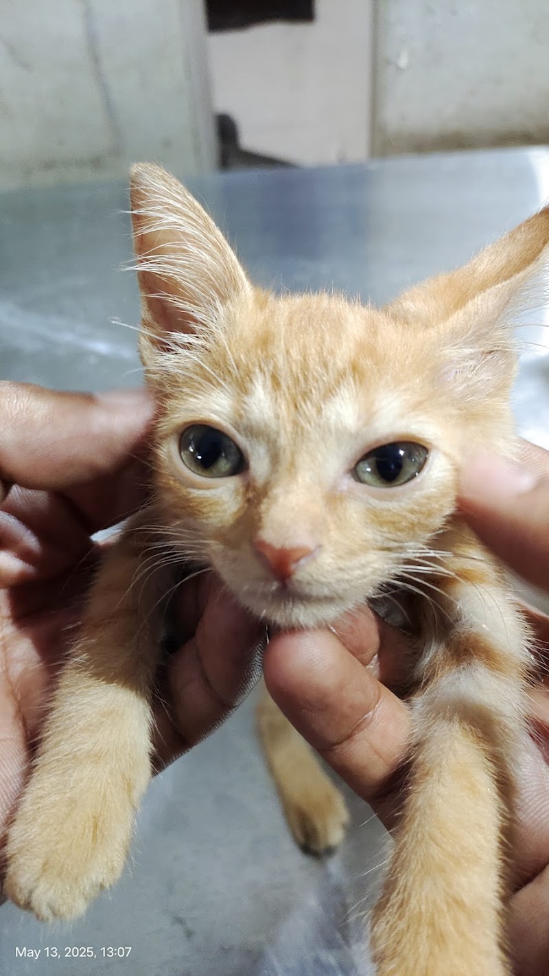 Government Veterinary Hospital — Photo 4