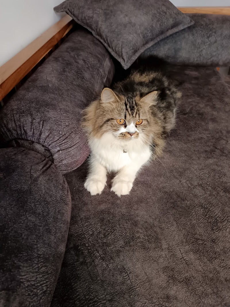 Government Veterinary Hospital — Photo 3