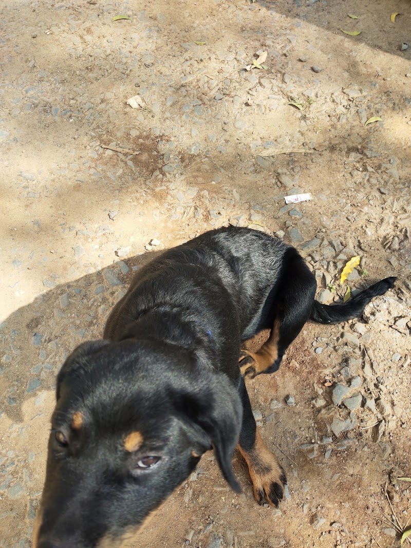 Government Veternary Hospital — Photo 3