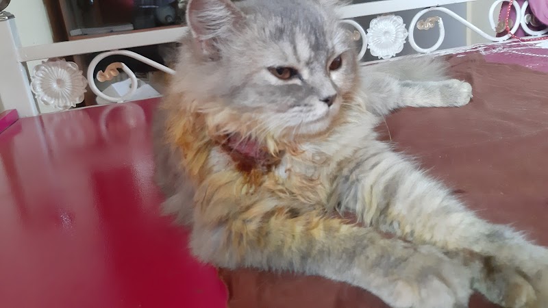 Government Veternary Hospital — Photo 4