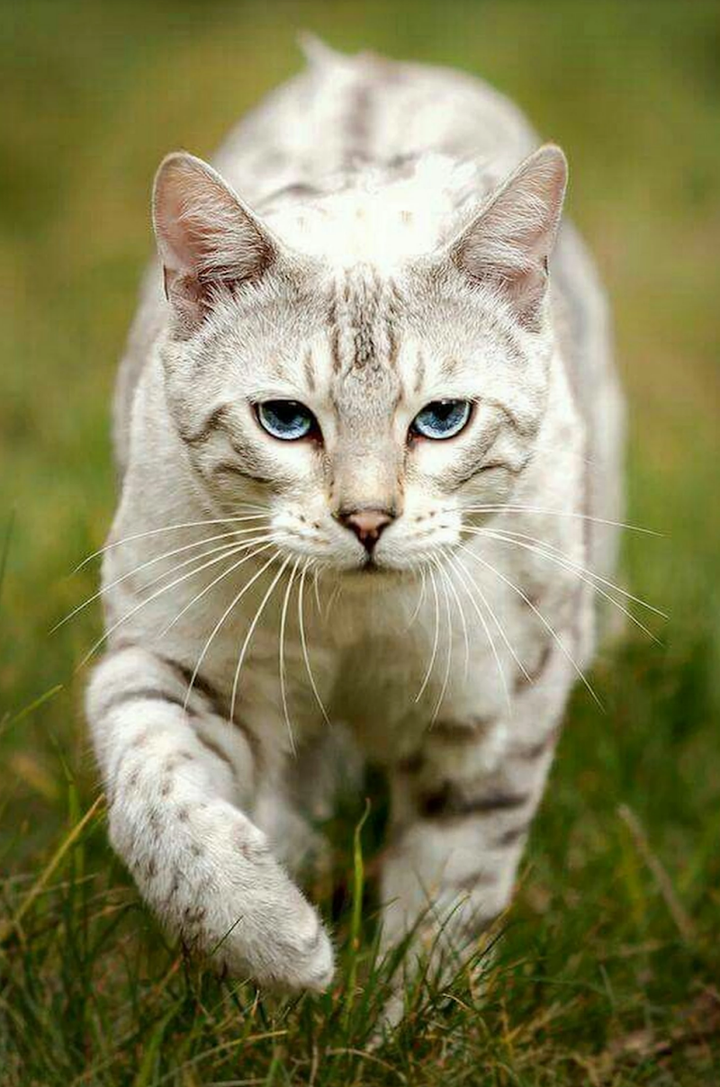 Govt. Veterinary Hospital