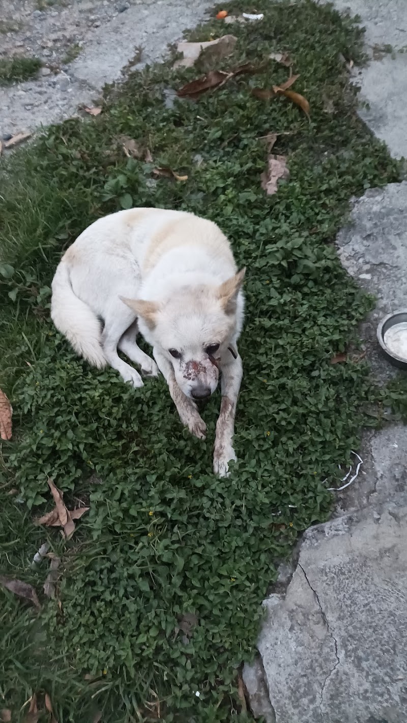 Govt Veterinary Hospital of Vivek — Photo 3