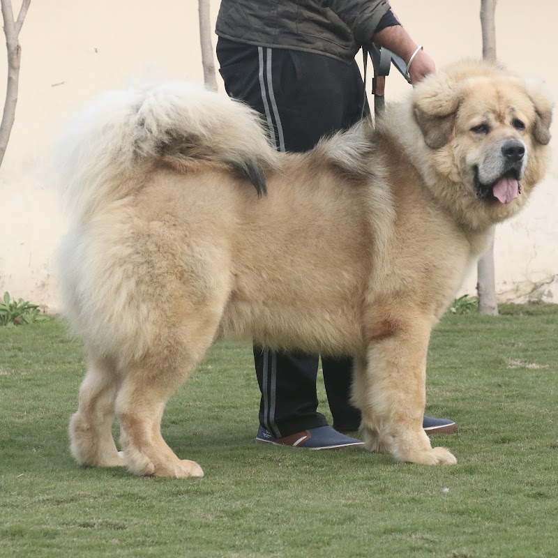 Gumtala kennel — Photo 2