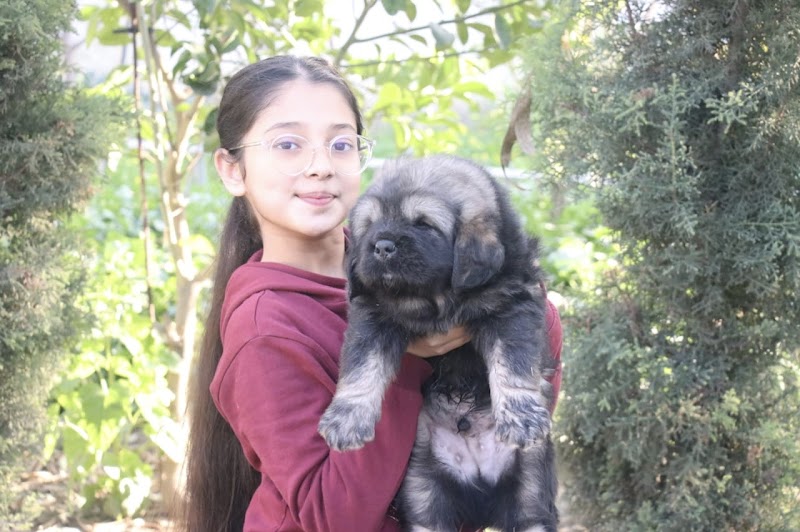 Gumtala kennel — Photo 3