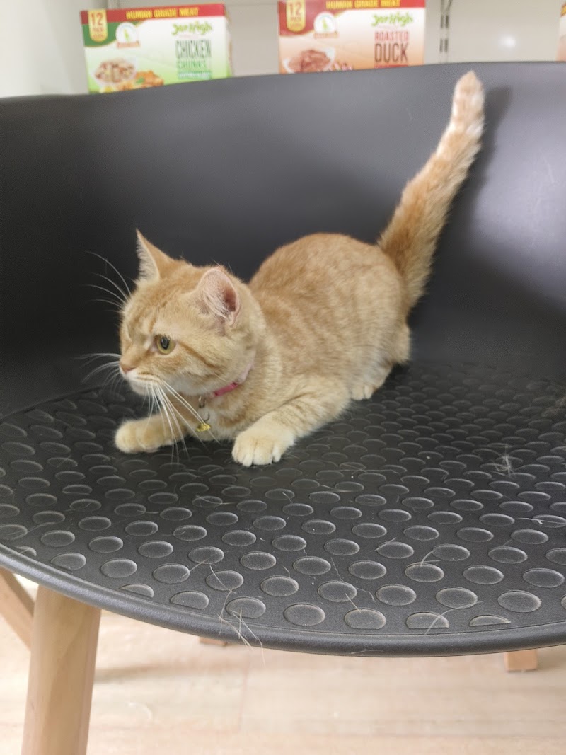 Hachiko India, Kochi — Photo 2