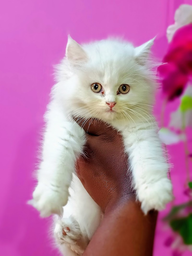 Happy paws pet world — Photo 3