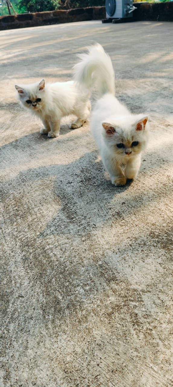 Happy paws pet world — Photo 4