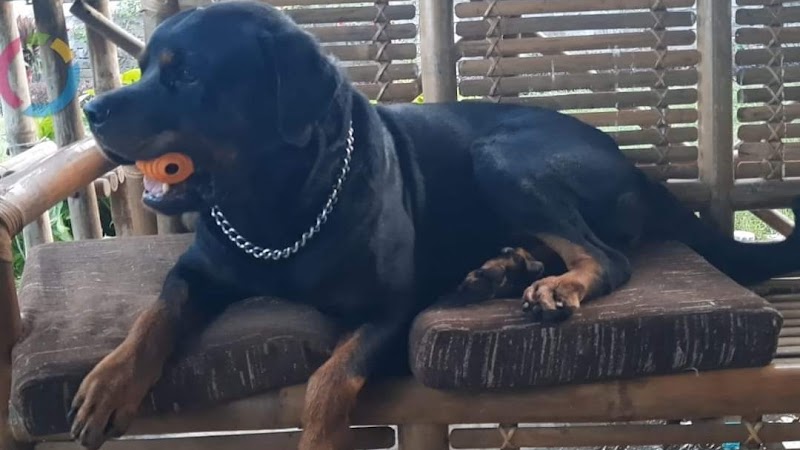 Happy Paws - The Dog Hostel