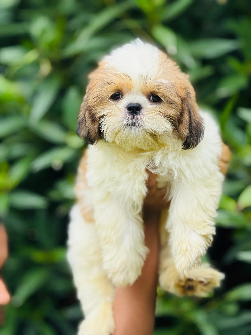 Happy pets hubli — Photo 2