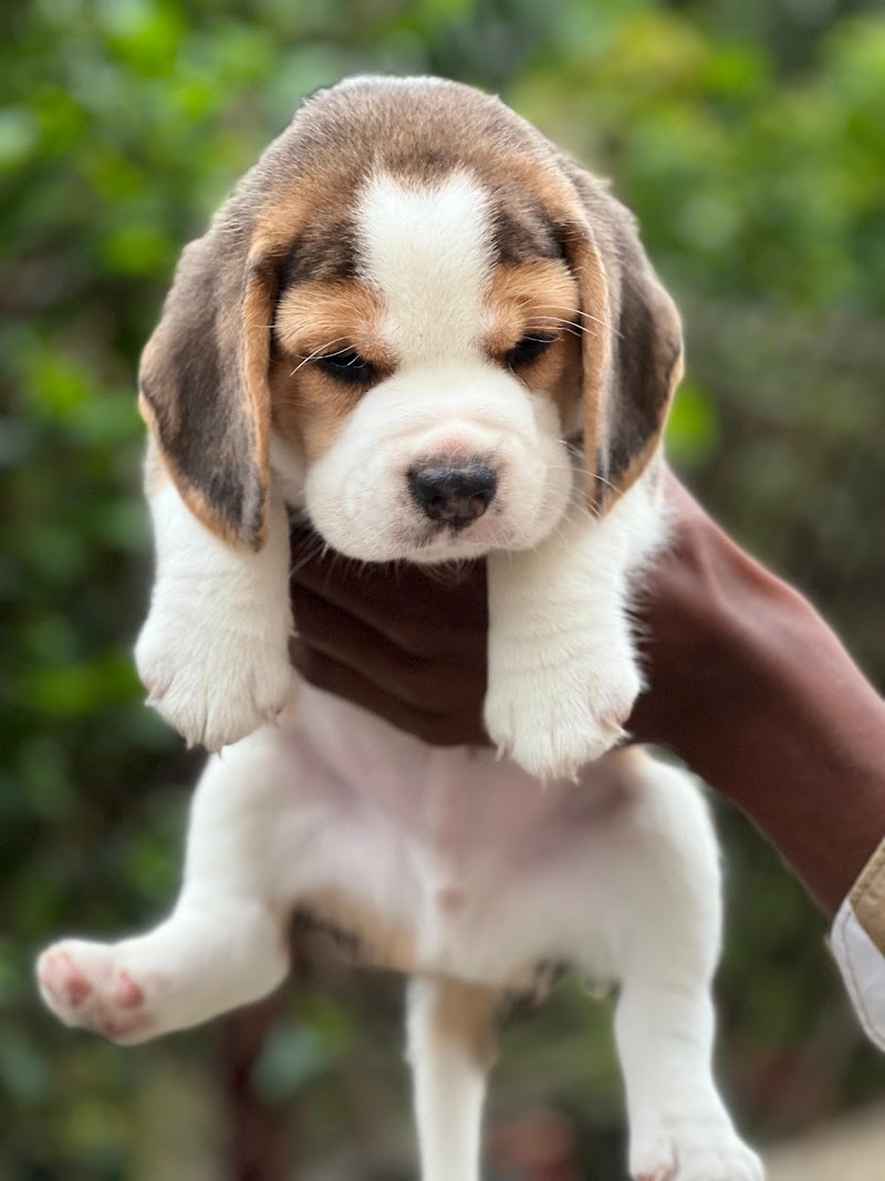 Happy pets hubli — Photo 3