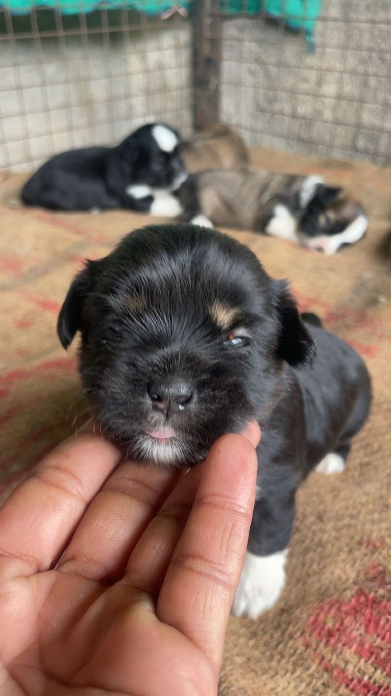 Happy Pets Veterinary Clinic Nashik — Photo 2