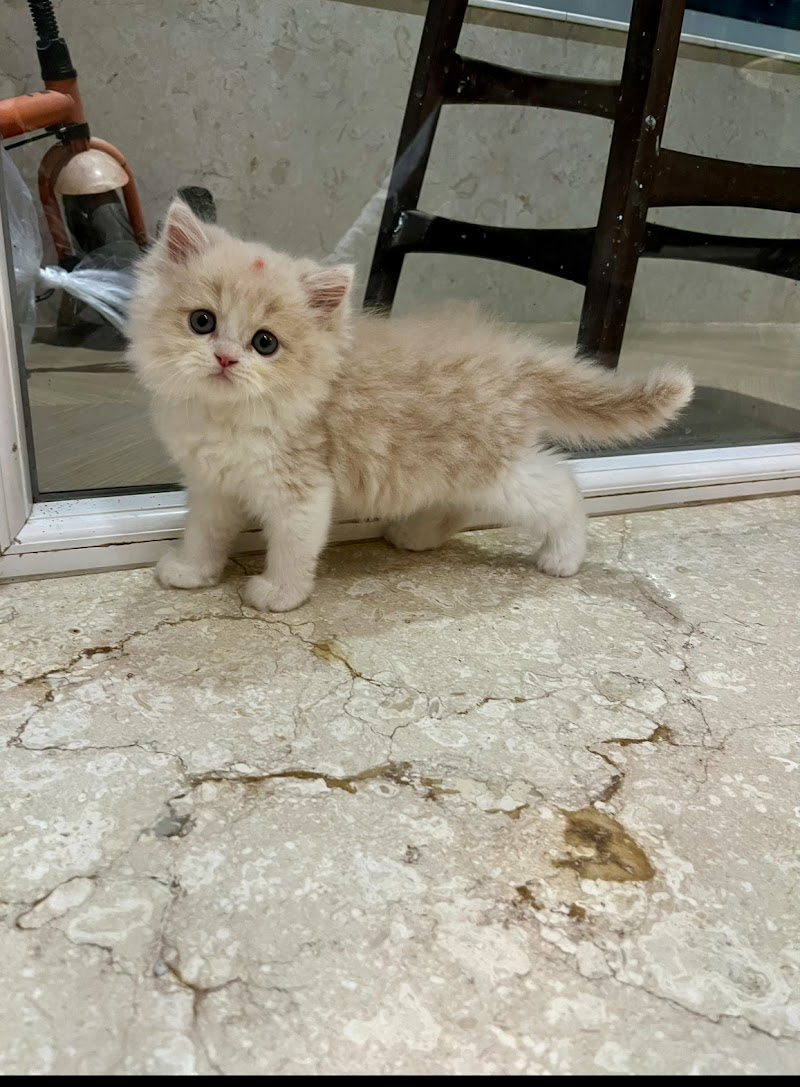 Happy Pets Veterinary Clinic Nashik — Photo 4