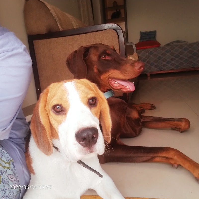 Happy Pooch Dog Home Boarding — Photo 2