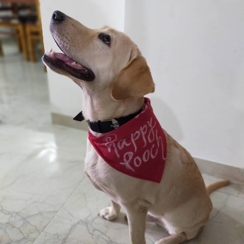 Happy Pooch Dog Home Boarding — Photo 3