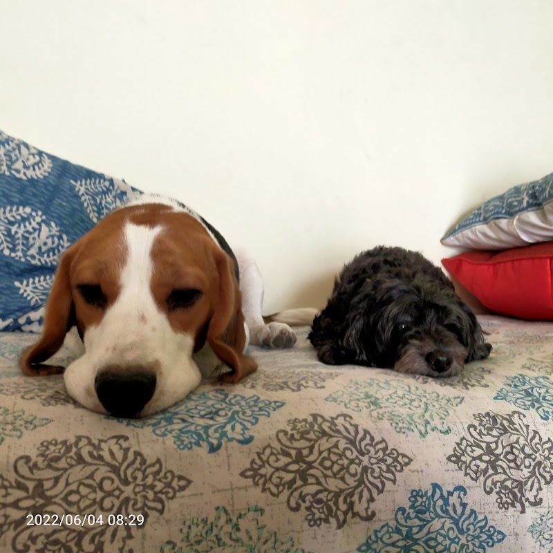 Happy Pooch Dog Home Boarding — Photo 4