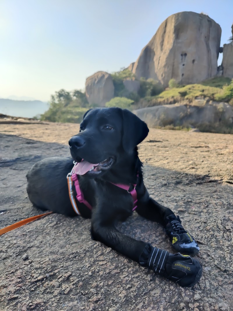 Happy Puppers Canine Training And Enrichment Center