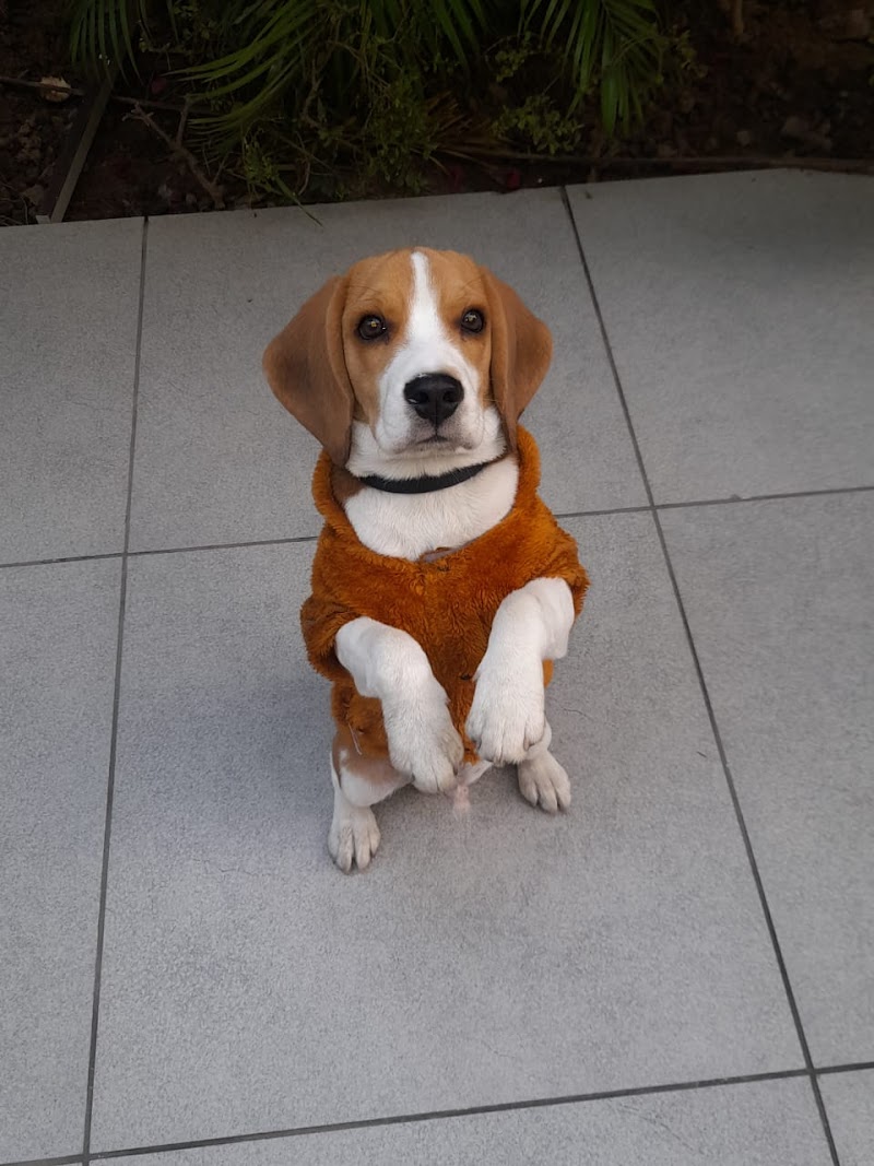 Happy Puppy Dog Training Centre — Photo 3