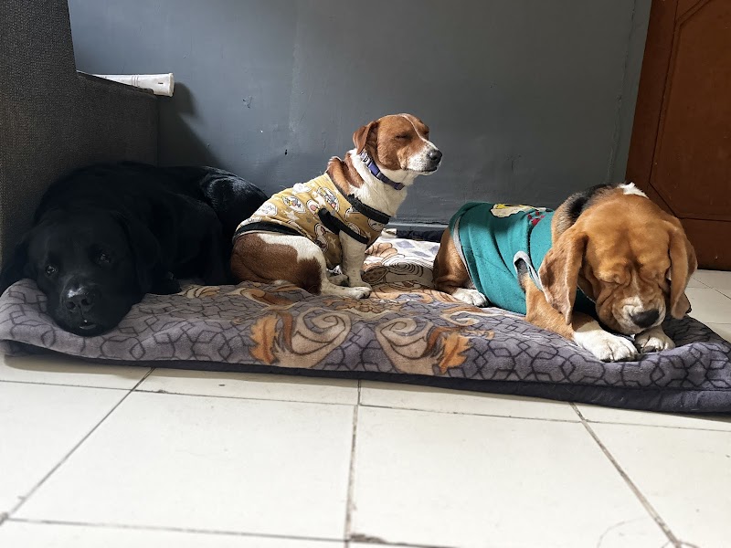 Happy Tail House - Dog Boarding Noida