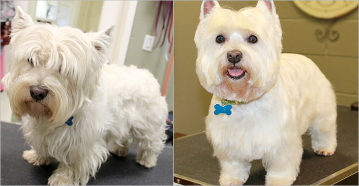 Happy Tails Pet Grooming & Spa — Photo 4