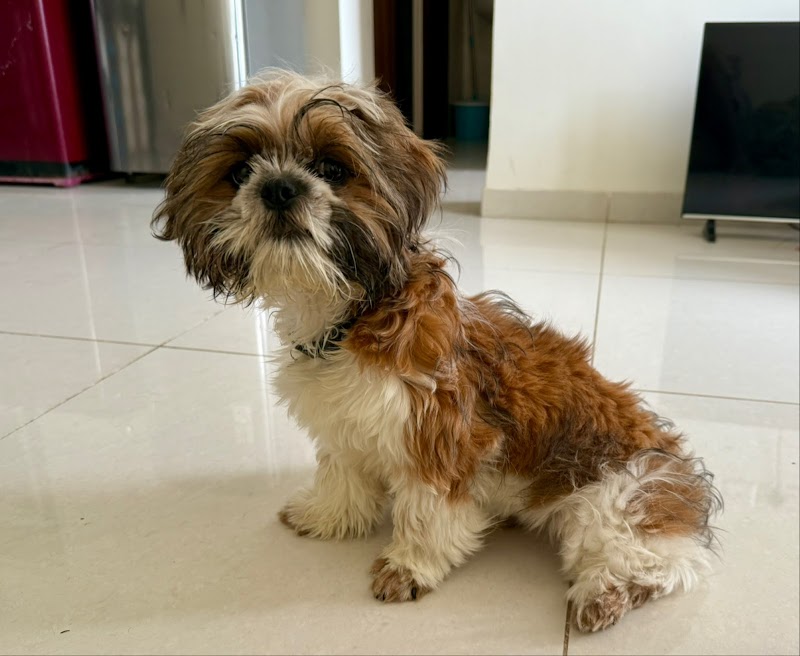 Happy Tails — Photo 2