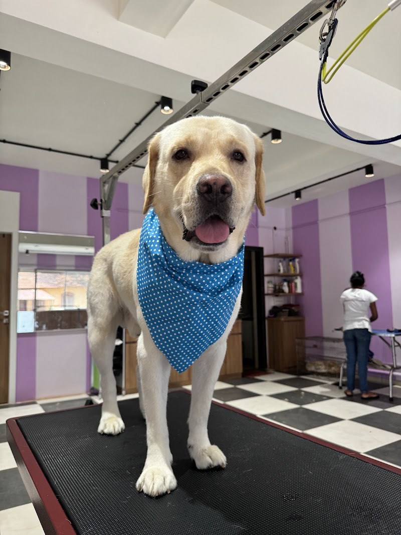 Happy Tailz - Pet Grooming and Boarding Services