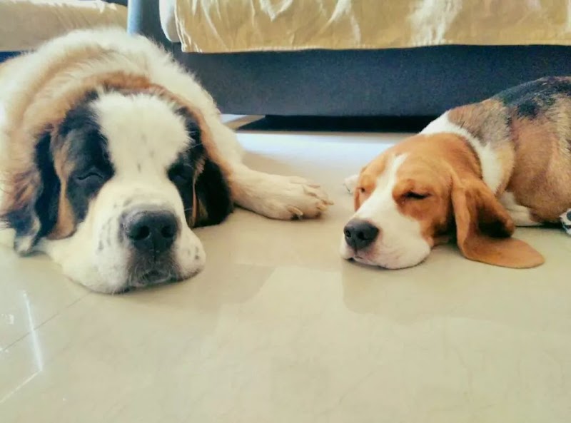 HappyPets (Dogs & Cat) Boarding