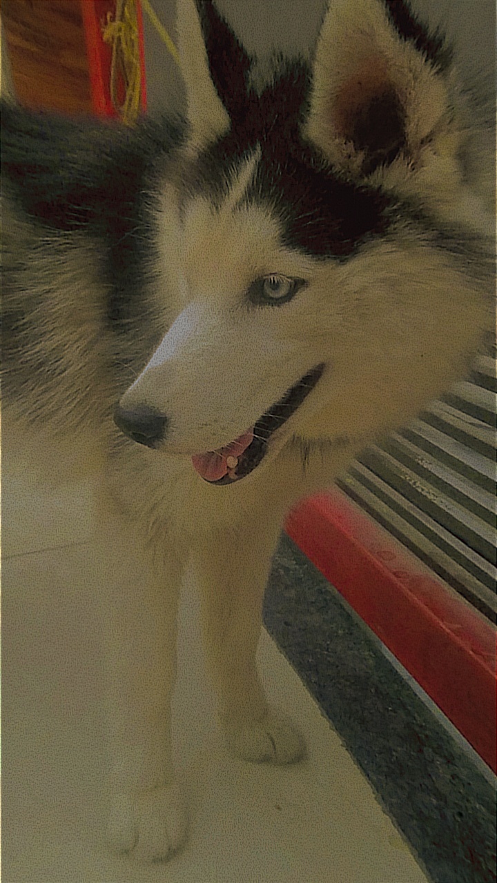 Harry Pet Shop & Dog Farm Ludhiana