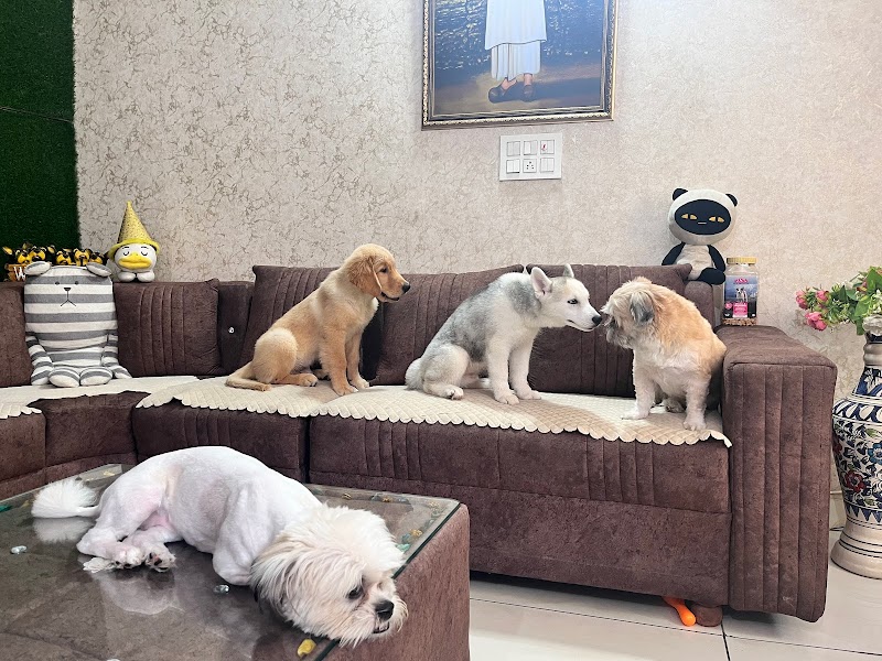 Home stay dog hostel — Photo 2