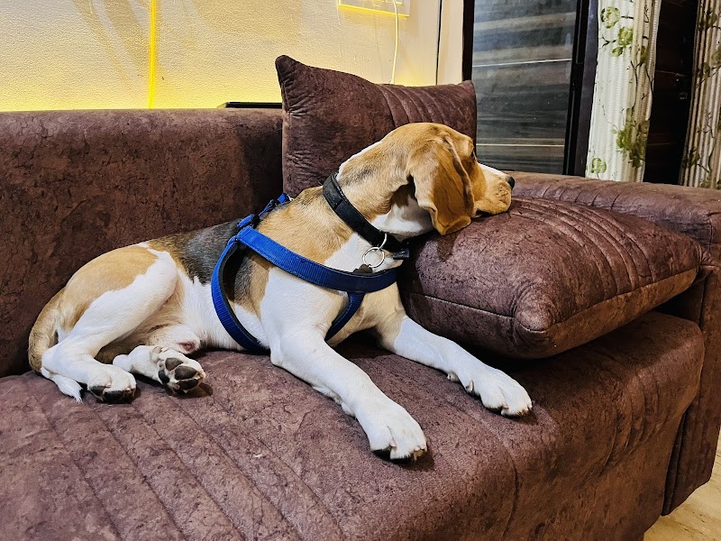 Home stay dog hostel — Photo 3