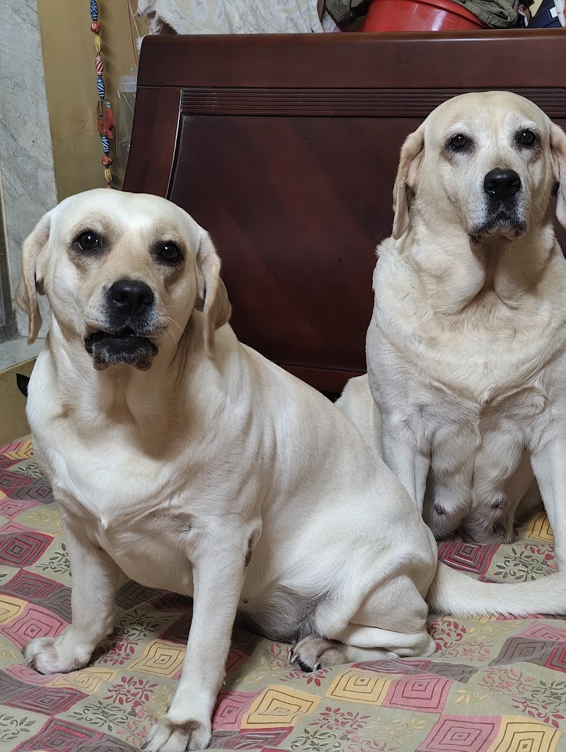 HOME SWEET HOME DOG CRECHE