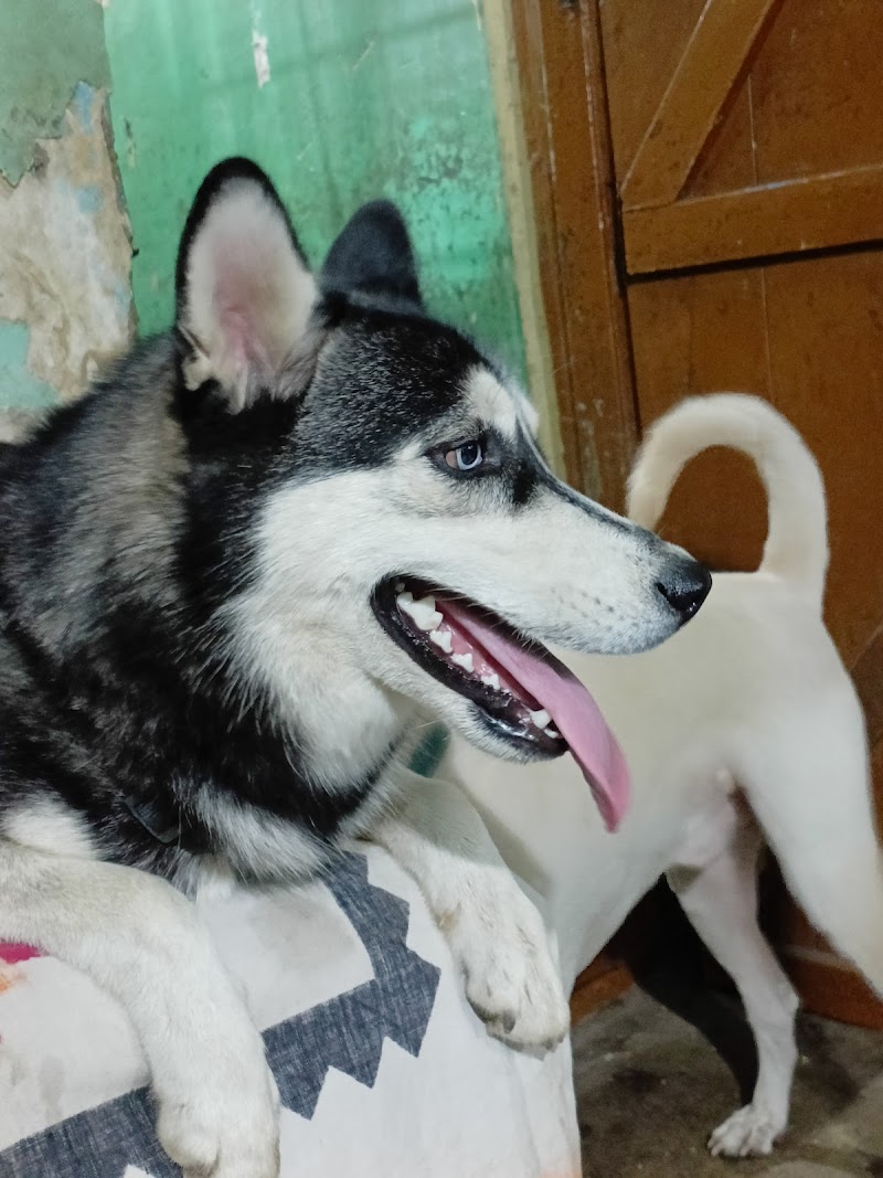 Homely Feel Pet Boarding - Best Pet Boarding in Pune