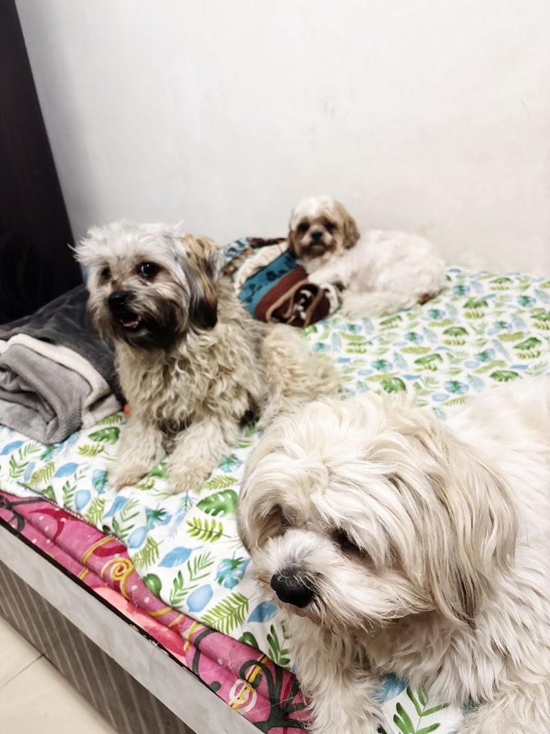 Homely Pet Boarding — Photo 2