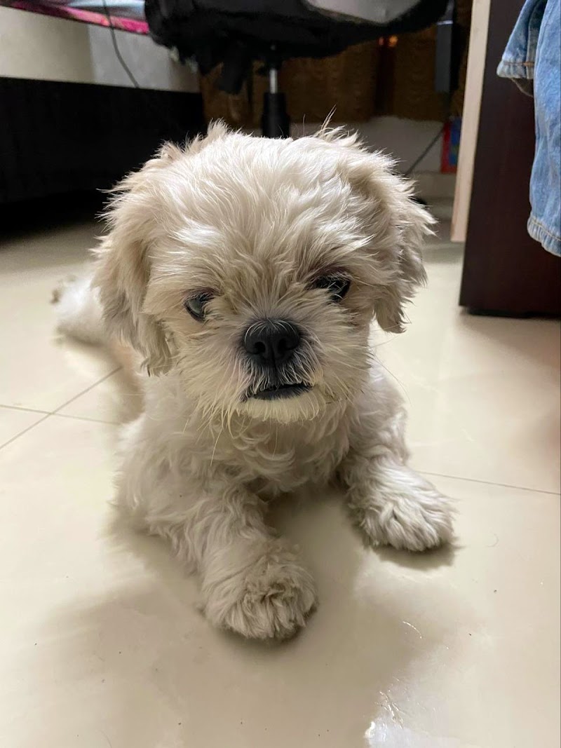 Homely Pet Boarding — Photo 3