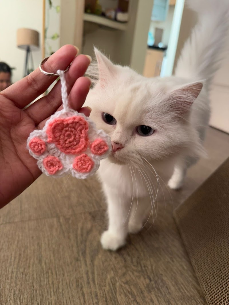 Homely stay Cat boarding — Photo 2