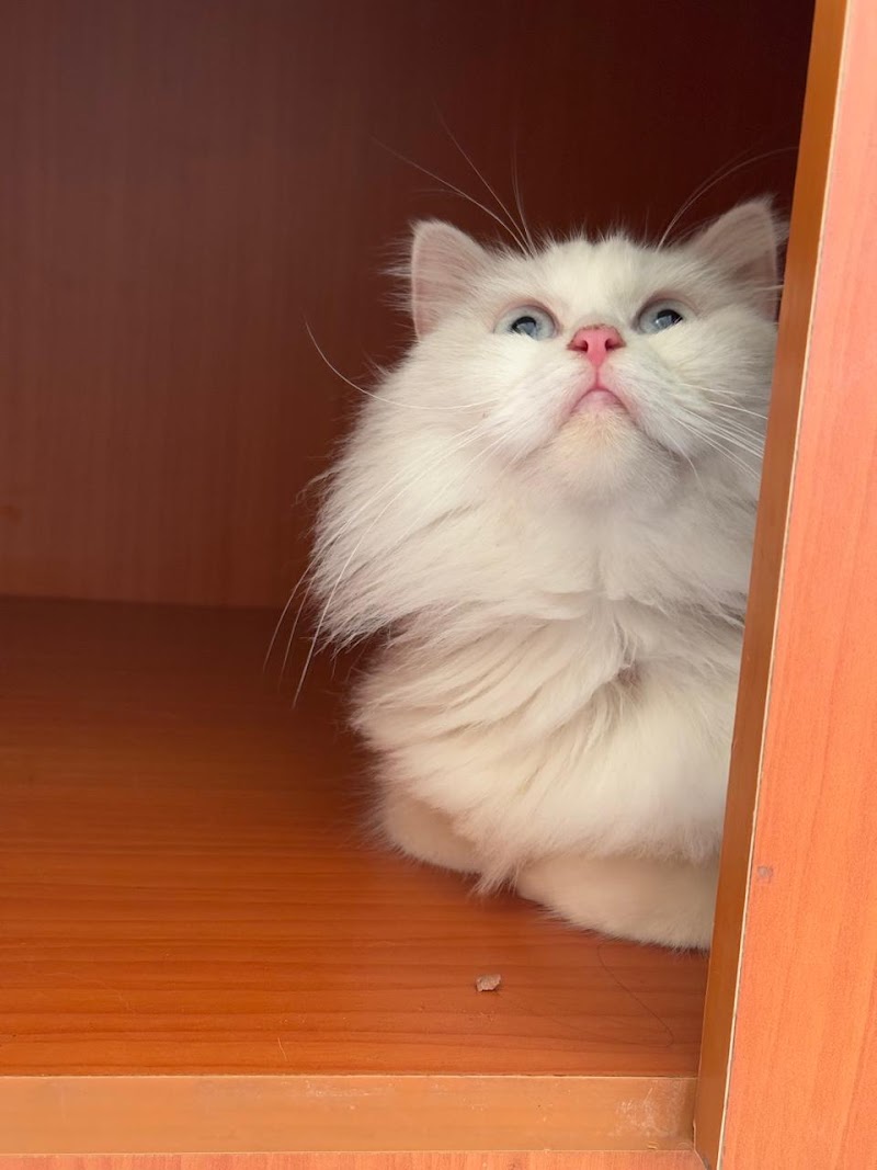 Homely stay Cat boarding — Photo 3