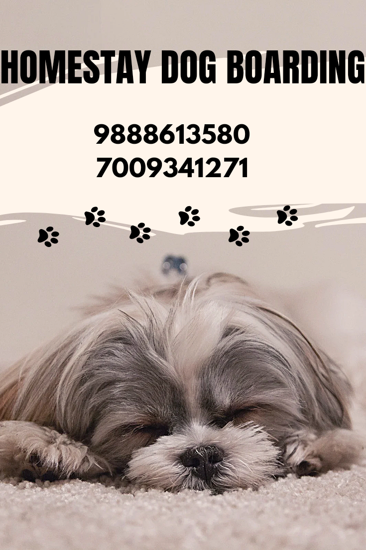 Homestay Dog Boarding