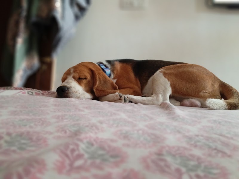 Homestay Dog Boarding — Photo 2