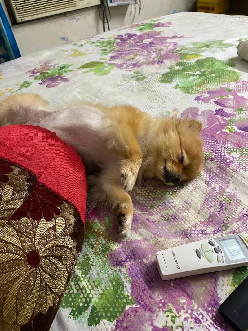 Homestay Dog Boarding — Photo 3