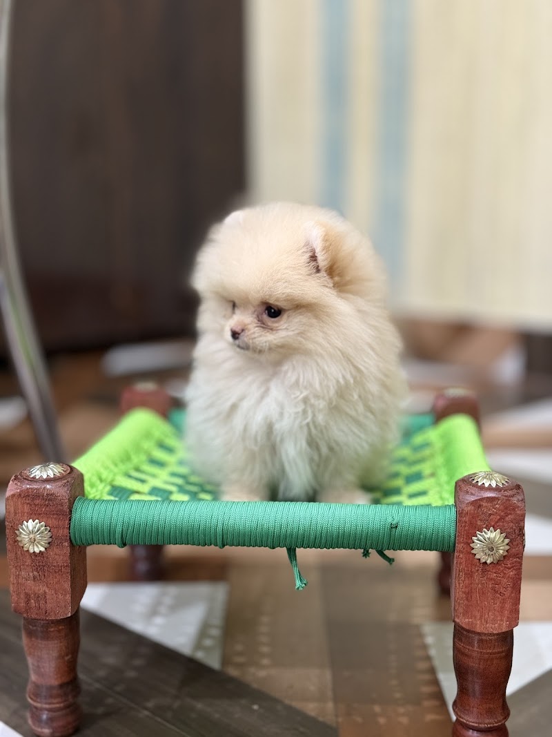 HONEY DOG KENNELS — Photo 2