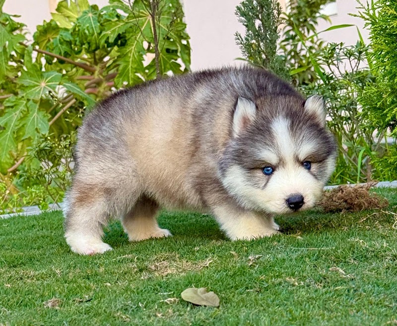 HONEY DOG KENNELS — Photo 3