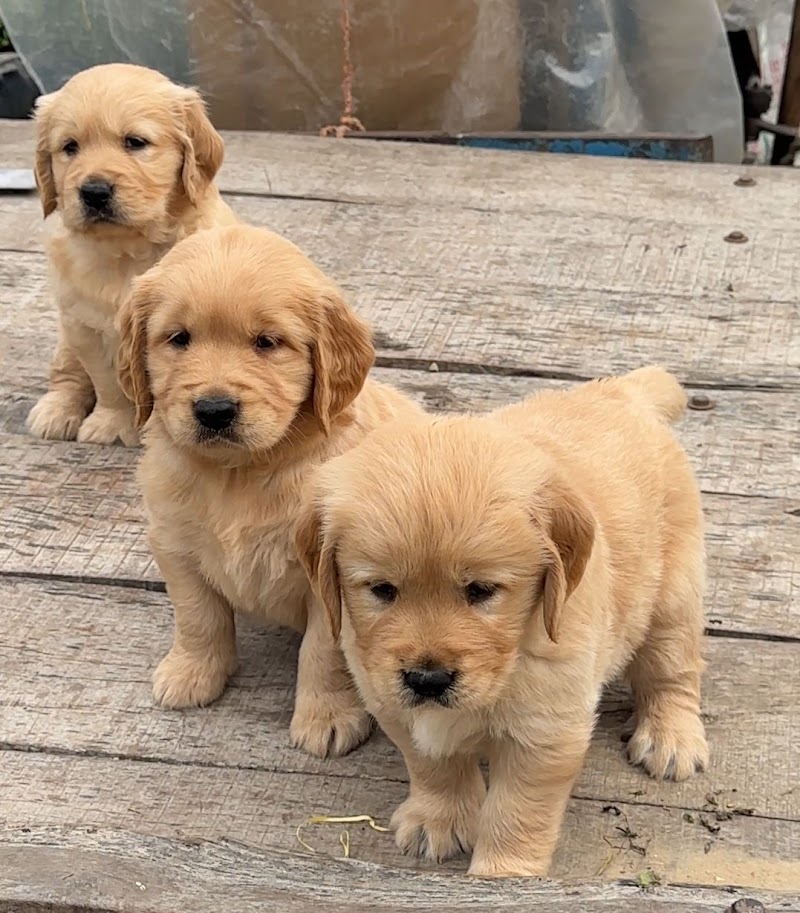 HONEY DOG KENNELS — Photo 4