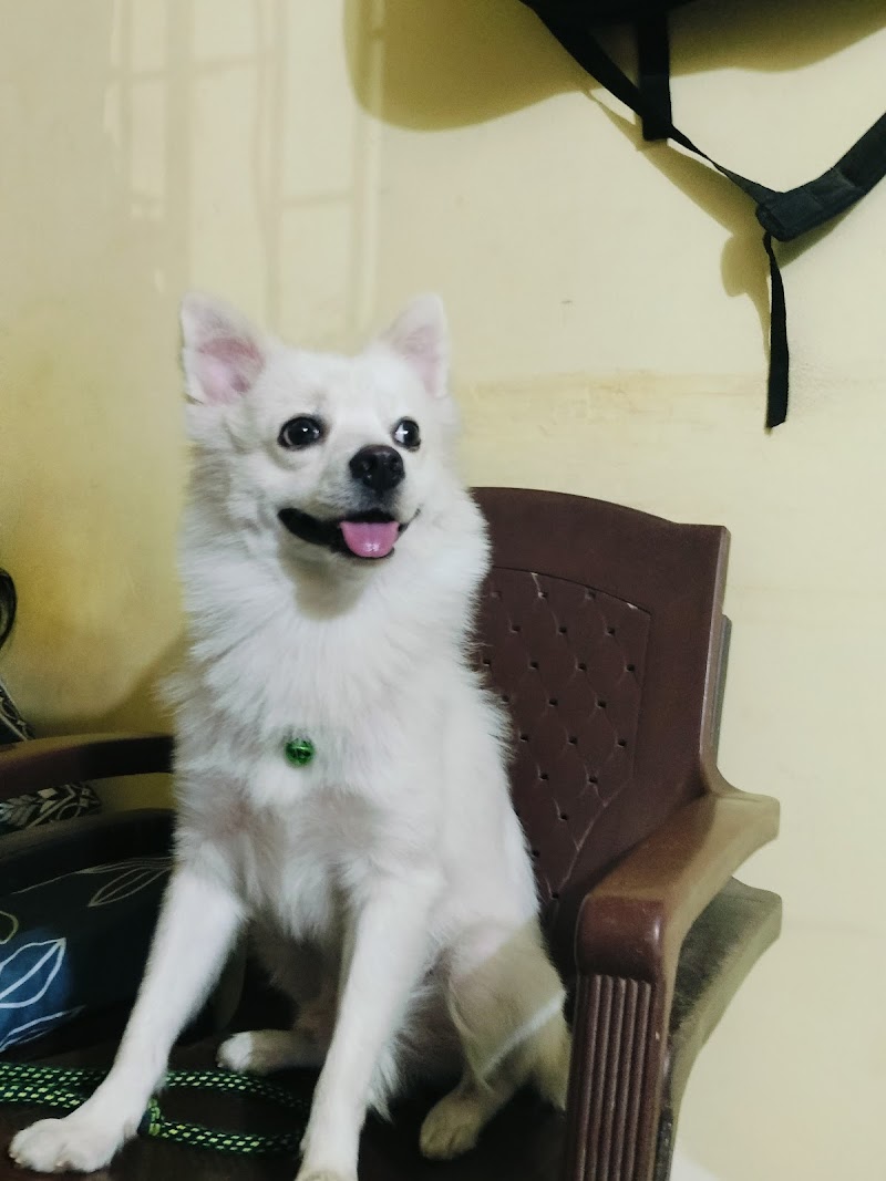 Honey’s Vet Clinic (HVC) — Photo 4