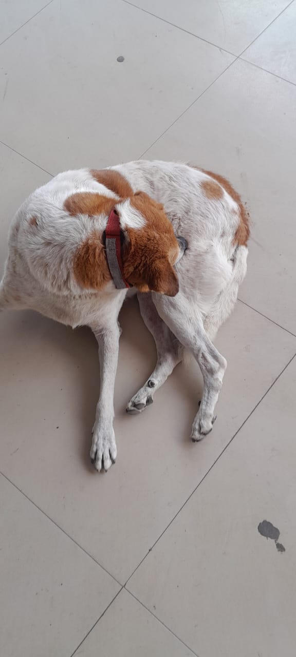 Hope Animal Clinic — Photo 2