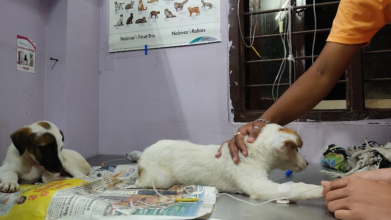Indore pet clinic (dr.vivek singh) — Photo 4