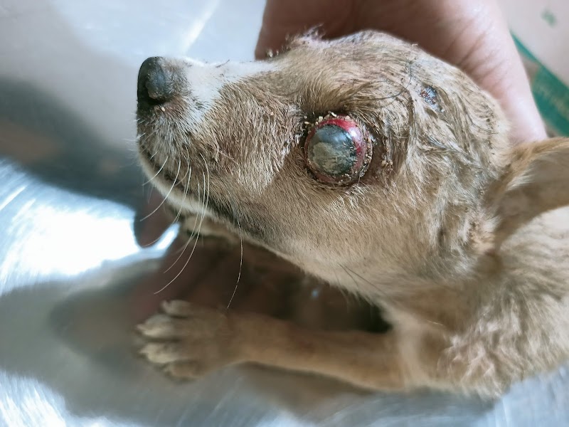 INFINITY VET CLINIC — Photo 4