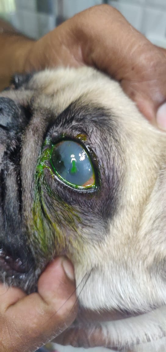 Interpet The Pet's Clinic | Best Pet Clinic in Indore — Photo 2